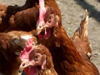 Huhn60.jpg Huhn