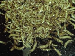 Die Bienenschwebfliege �bertr�gt direkt keine Krankheitskeime. Das Problem f�r Tier und Mensch sind die Larven. &copy; Voigt