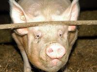 mastschwein_nahaufnahme.jpg 