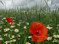 Getreidefeld_Blumen.jpg 