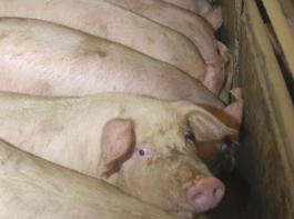 Zahl der Schweine sinkt in Bayern um 1,7 Prozent