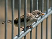 spatz.jpg 