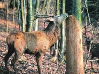 WaldWildKonflikt_Foto_web.jpg 