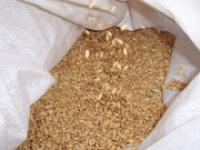 Wheat_in_sack.jpg 