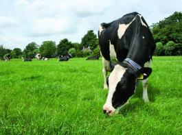 Es ist denkbar, dass in zehn Jahren nur noch auf etwa 65.000 deutschen Betrieben Milch produziert wird.
