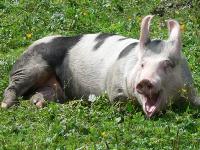 Schwein4.jpg 