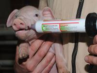 Eisenpaste_Ferkel.jpg 