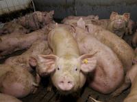 Mastschweine-im-Stall.jpg 