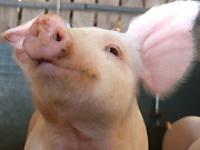 ft_Andi-Taranczuk.jpg Schwein, Ferkel