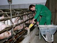 af_schweinefuetterung.jpg Schweine, F�tterung