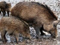 ft_wildschweine.jpg Wildschweine