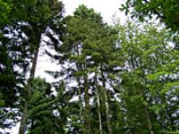 Wald_by_Ronny-Senst_pixelio.jpg 