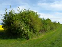 hecke.jpg 