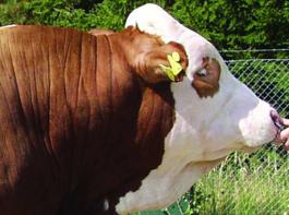 Jetzt stehen auch Fleckviehz�chtern genomische Zuchtwerte f�r ihre Tiere zur Verf�gung.&copy; Bayern Genetik