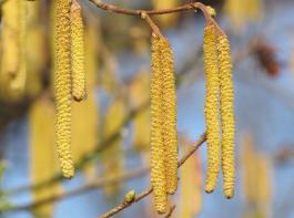 Als erstes wird in den n�chsten Tagen die Haselbl�te beginnen. &copy; Annamartha/pixelio.de
