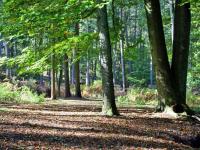 Wald2.jpg 