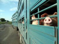 Tiertransport_Schweine.jpg 