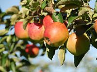 af_apfel.jpg �pfel