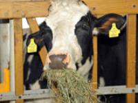 af_Holsteinfuettern.jpg Holstein