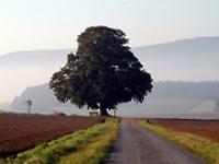 lp_landschaft.jpg Baum