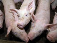 Schweinemast_600.jpg 