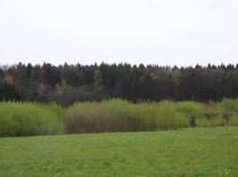 Noch f�hren Kurzumtriebsplantagen eher ein Schattendasein.&copy; joule/Anke Ralle