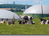  biogasanlage, biogas, k�he, schwarzbunte