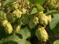 Hopfen.jpg 