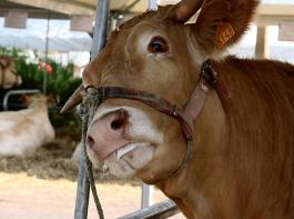Beim Milzbrand handelt es sich um eine Infektion mit dem St�bchenbakterium Bacillus anthracis.&copy; Monika Herkens/pixelio
