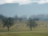Herbst_Schafe_Weide.jpg 