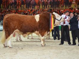 Dominique Kirsten und Martin Seidl/BVN freuen sich �ber den Sieg von Altbulle Bruno bei der 4. Bundesschau Fleckvieh Fleisch 2012 in Berlin. Foto: FM