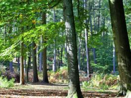 Waldzustand hat sich leicht verschlechtert
