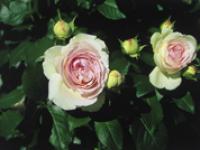 11-Rose-EDEN.jpg 