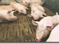  schweine, sauen