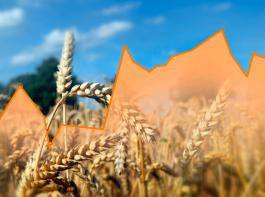 Die Preise f�r Getreide und �lsaaten stiegen �berraschend an den B�rsen.&copy; landpixel.de