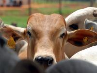 Rind_Brasilien.jpg 