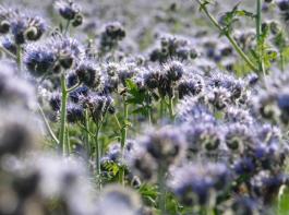 Zwischenfruchtanbau lohnt sich - �kologisch und �konomisch. (Im Bild: Phacelia)&copy; landpixel