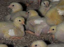 Das nordrhein-westf�lische Landesamt f�r Umwelt, Natur und Verbraucherschutz hatte im Auftrag des NRW-Landwirtschaftsministeriums von Februar bis Juni 2011 insgesamt 962 H�hnchenmastdurchg�nge aus 182 Best�nden in NRW auf den Einsatz von Antibiotika untersucht. &copy; landpixel