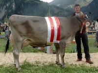 SchneebergerZillertal_Fankh.jpg 