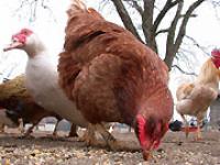 af_huhn8.jpg Huhn