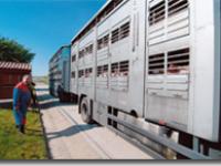  schweine, transport, transporter