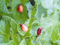 17 Insektizide Kartoffeln_Foto 2.jpg 