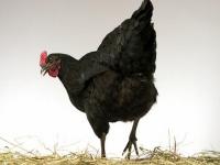 einzelhuhn 1.jpg 