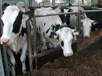 holstein_friesian.jpg 