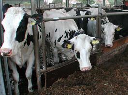 Die Besamungszahlen mit Hornlosbullen steigen bei Holsteins inzwischen an. Ein besonderes Merkmal ist bei der Hornloszucht auf Funktionalit�t und Fitness zu richten.&copy; M�hlhausen/landpixel