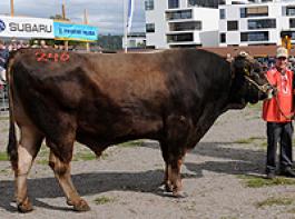 BS-Stier Edel von Hansruedi Enz/Gais �berzeugte die Jury und wurde neuer �Mister ZM Zug�. � SBZV