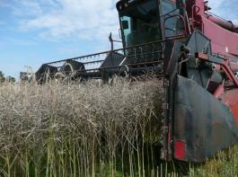 Den h�chsten Durchschnittsertrag erreichte D�nemark mit 46 dt/ha, gefolgt von den beiden deutschen Betrieben mit 42 bzw. 43 dt/ha.&copy; Raupert