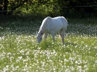 Pferd_Fruehling_Pusteblumen.jpg 
