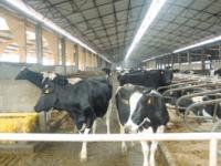 4_VORDRUCK_BZA_MILCH_1.jpg 