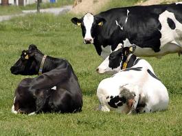 Gegen�ber 2010 verdienten �sterreichische Milchbauern 13,9 Prozent mehr je Kilo Milch.&copy; Christian M�hlhausen/www.landpixel.de